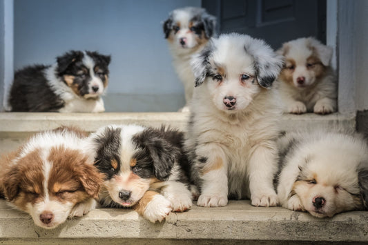 Rencontrez Nos Éleveuses Passionnées : Garantes du Bonheur Animal