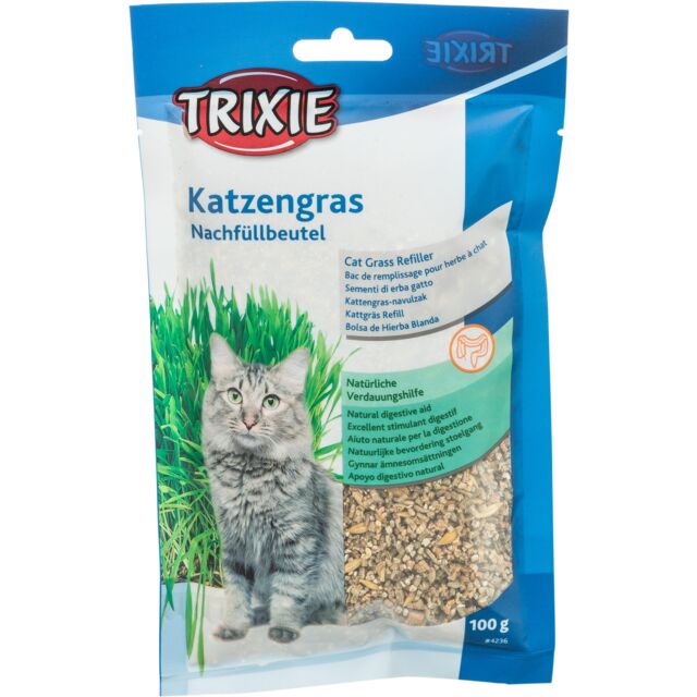 Herbe à chat