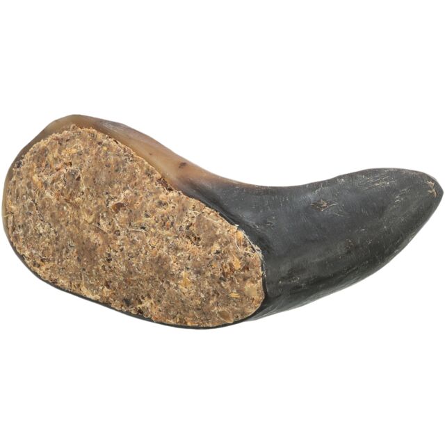 Corne de buffle