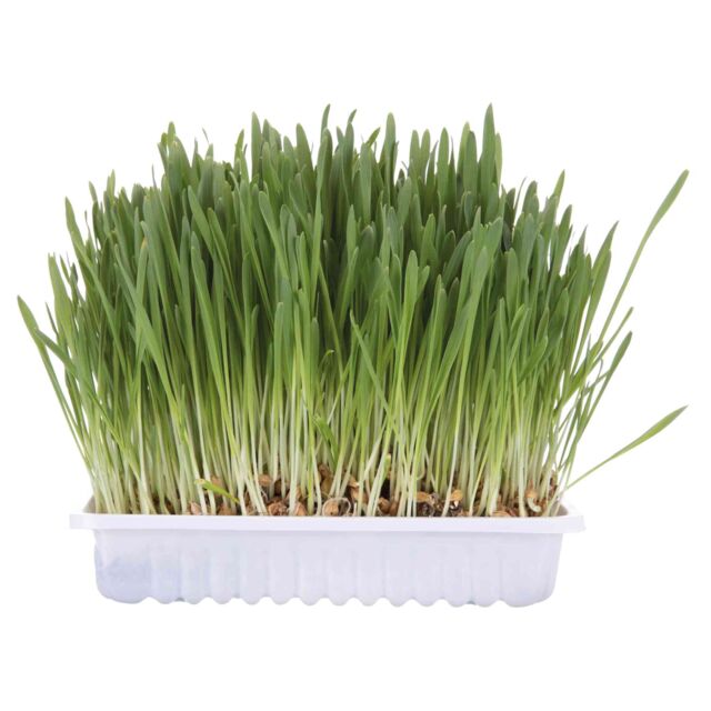 Herbe à chat