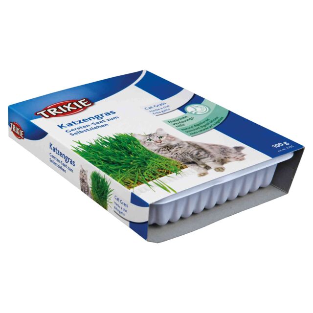 Herbe à chat